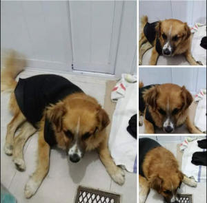 Lee más sobre el artículo Perrito