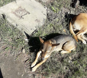 Lee más sobre el artículo Perrita