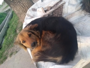 Lee más sobre el artículo Perrito
