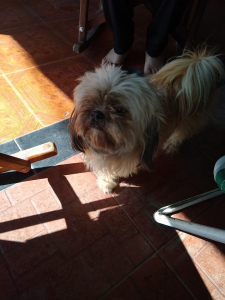 Lee más sobre el artículo Perrita