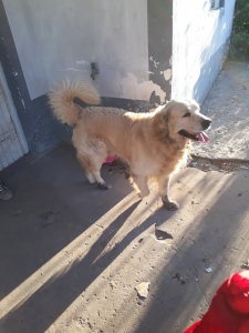 Lee más sobre el artículo Perrito