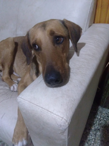 Lee más sobre el artículo Perrito