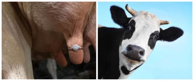 Lee más sobre el artículo Le propuso matrimonio a su novia poniendo el anillo en una ubre de vaca