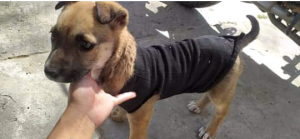 Lee más sobre el artículo Perrita