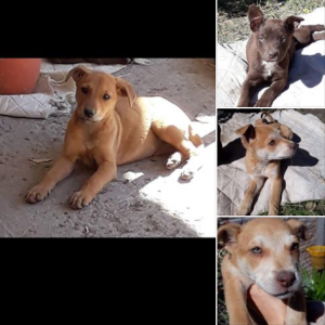 Lee más sobre el artículo Cachorritos