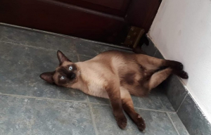 Lee más sobre el artículo Gato