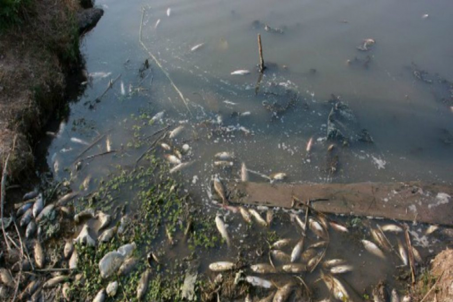 Lee más sobre el artículo Advirtieron sobre una posible mortandad de peces en los ríos