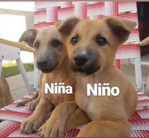 Lee más sobre el artículo Niño y Niña