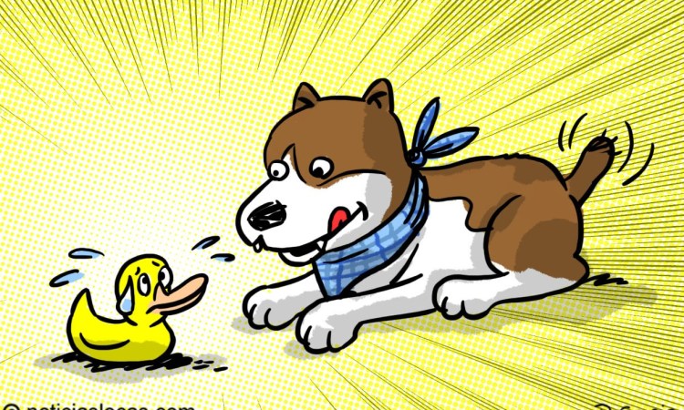 Lee más sobre el artículo Extraen 32 patos de goma del estómago de un perro