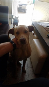 Lee más sobre el artículo Perrito