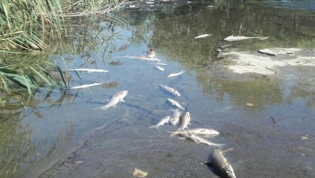 Lee más sobre el artículo La provincia advierte sobre posible mortandad de peces por la ola de calor