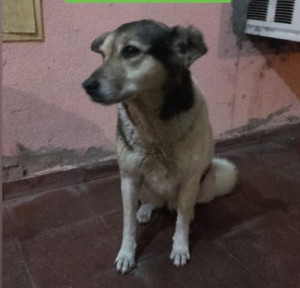 Lee más sobre el artículo Perrito