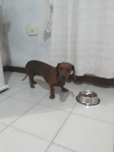 Lee más sobre el artículo Perrita