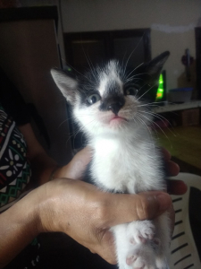 Lee más sobre el artículo Gatita