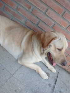 Lee más sobre el artículo Labrador