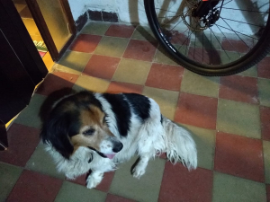 Lee más sobre el artículo Perro