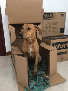Lee más sobre el artículo Cachorra