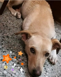 Lee más sobre el artículo Perrita