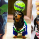 Adorable perro salchicha se convierte en estrella de Instagram por original talento