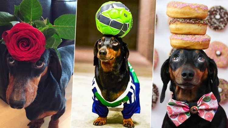 Lee más sobre el artículo Adorable perro salchicha se convierte en estrella de Instagram por original talento