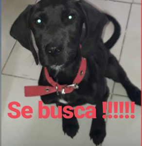 Lee más sobre el artículo Dumba