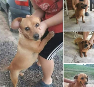 Lee más sobre el artículo Perrita