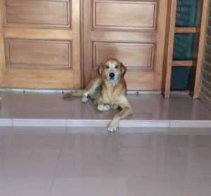 Lee más sobre el artículo Perro/a
