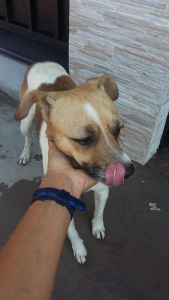 Lee más sobre el artículo Perrito/a