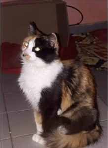 Lee más sobre el artículo Gata