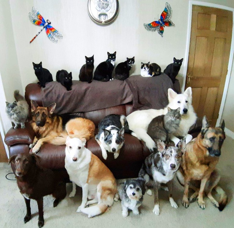 Lee más sobre el artículo Luego de una semana de intentos, logra la foto familiar perfecta de sus 17 gatos y perros