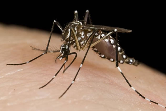 Lee más sobre el artículo Confirman el primer caso de dengue en Reconquista