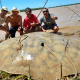 Alejandra: pescadores captura una raya gigante de 160 kilos
