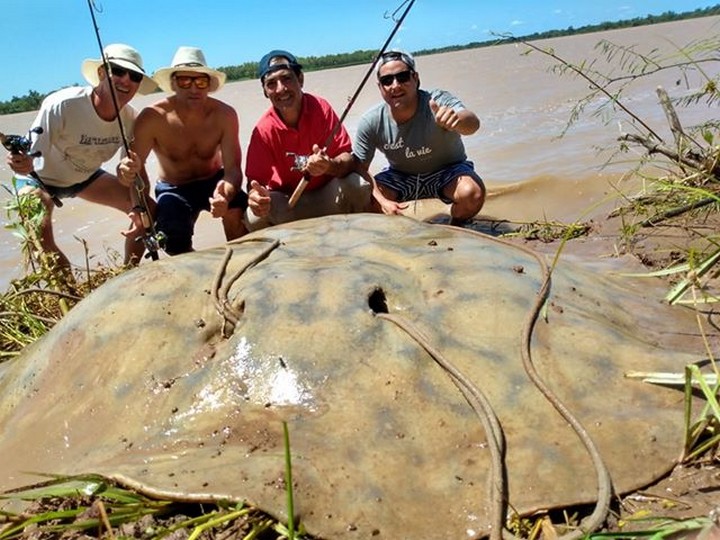 Lee más sobre el artículo Alejandra: pescadores captura una raya gigante de 160 kilos