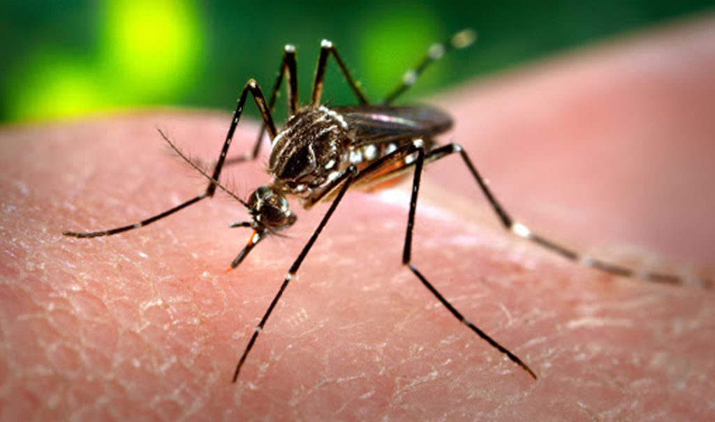Lee más sobre el artículo Ya son 21 casos de dengue en Reconquista