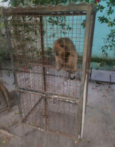 Lee más sobre el artículo Rescataron un mono carayá que se había metido en un colegio de Villa Ocampo