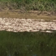 Se registra gran mortandad de peces en el cauce del arroyo “El Rey”