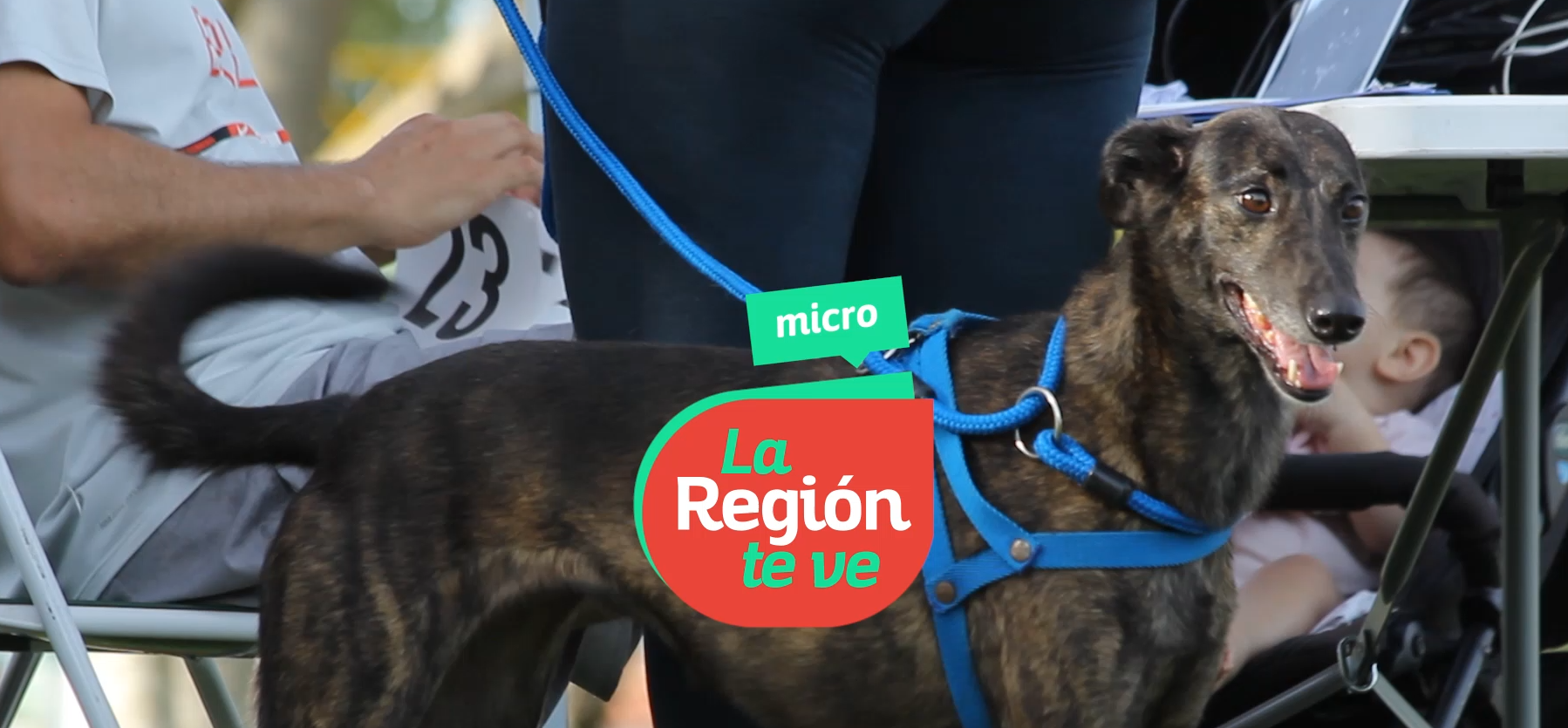 Lee más sobre el artículo Primer Dog Running en Reconquista