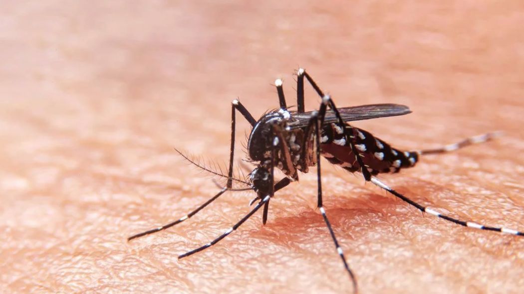 Lee más sobre el artículo El Ministerio de Salud actualizó los casos de Dengue en la provincia