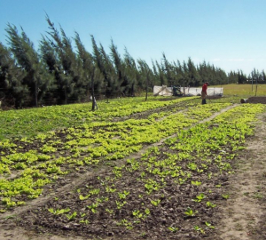 Lee más sobre el artículo «La huerta en tu casa» llega a Avellaneda Oeste