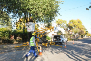 Lee más sobre el artículo Arbolado público: avanza la poda en Avellaneda