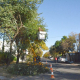Avanza el plan de poda del arbolado público en Avellaneda