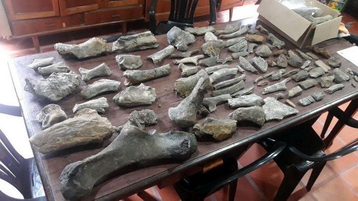 Lee más sobre el artículo Analizan las piezas paleontológicas encontradas en el arroyo Los Amores