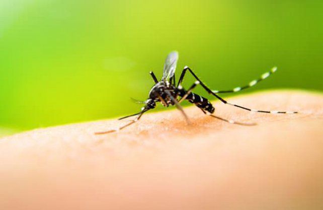 Lee más sobre el artículo Al no registrarse casos de dengue dan por finalizado el brote