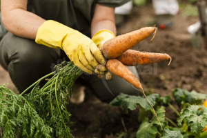 Lee más sobre el artículo Huerta Familiar Santafesina