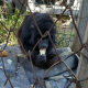 Rescataron un mono carayá en la ciudad de Villa Ocampo