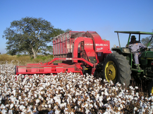 Lee más sobre el artículo Abrieron la inscripción al Registro Nacional de Productores Algodoneros
