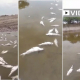 Tartagal: preocupación por la gran mortandad de peces en el arroyo El Rey