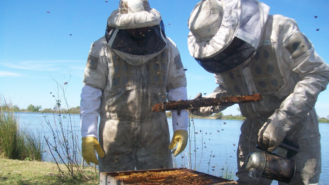 Lee más sobre el artículo Santa Fe se consolida como la segunda provincia que más miel orgánica produce