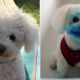 Perro se vuelve azul después de masticar accidentalmente un cartucho de tinta