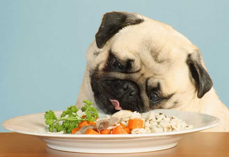 Lee más sobre el artículo 10 alimentos tóxicos que no debés darle a tu perro